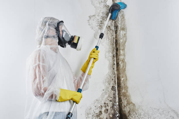 Best White Mold Remediation in Bonne Terre, MO