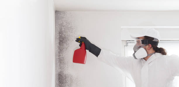 Best Attic Mold Remediation in Bonne Terre, MO