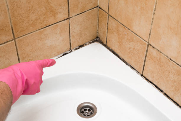 Best Basement Mold Remediation in Bonne Terre, MO